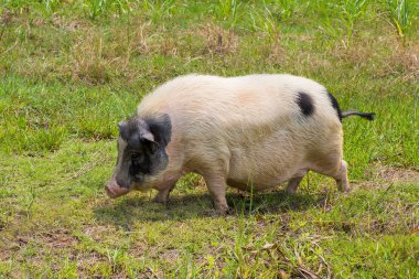 siyah ve beyaz domuz