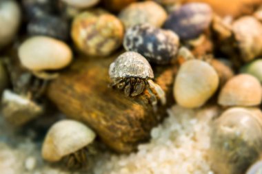 Hermit yengeçler, Coenobita, münzevi kimse Yengeç arazi