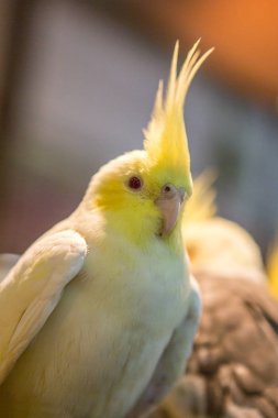 muhabbet kuşu kafes içinde