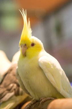 muhabbet kuşu kafes içinde