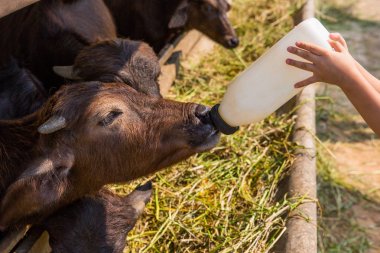 Meme besleme manda murrah