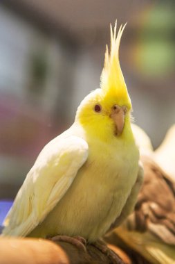 muhabbet kuşu kafes içinde