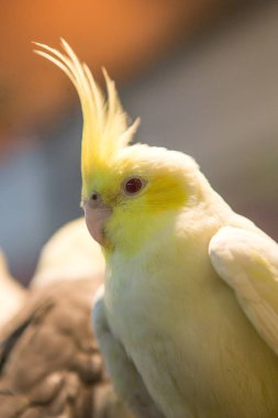 muhabbet kuşu kafes içinde