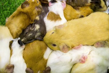 Eskiden şiling şimdi domuz uyuyor