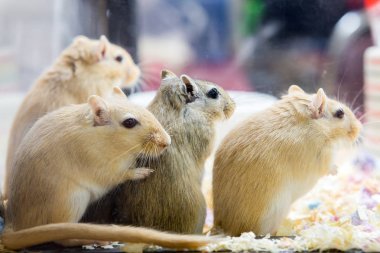 Bir Moğol gerbil closeup