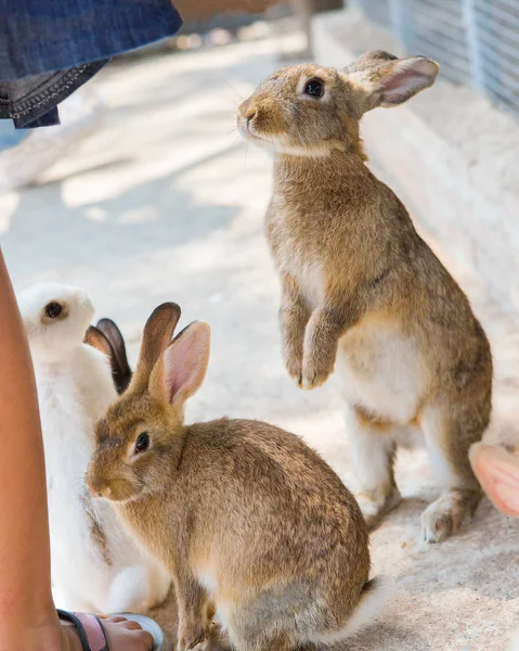 Кролики в зоопарке — стоковое фото