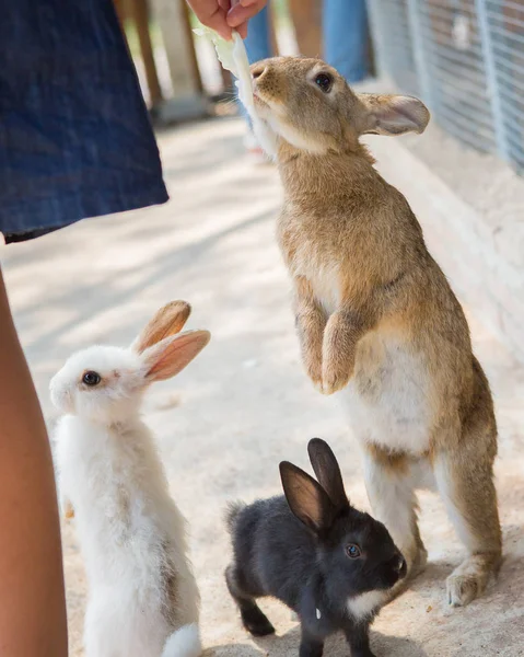 Conejos en el zoológico —  Fotos de Stock