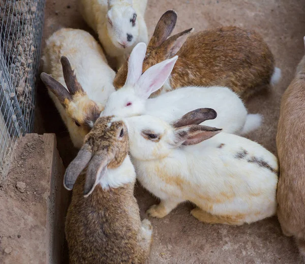 Conejos en el zoológico — Foto de Stock