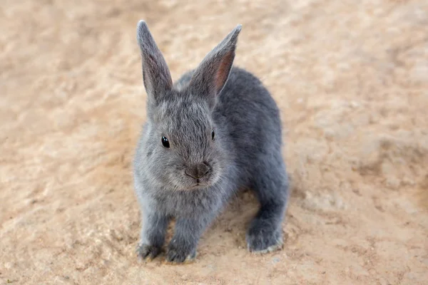動物園のウサギ — ストック写真