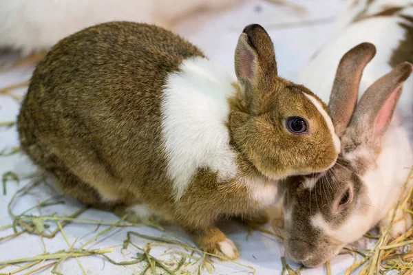 동물원에 토끼 — 스톡 사진