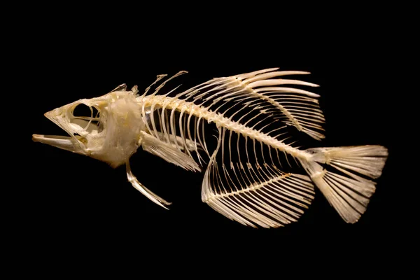 Siyah arka plan üzerine balık iskeleti