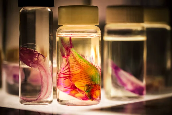 Ψάρια σε φιάλες για τις βιολογικές μελέτες — Φωτογραφία Αρχείου