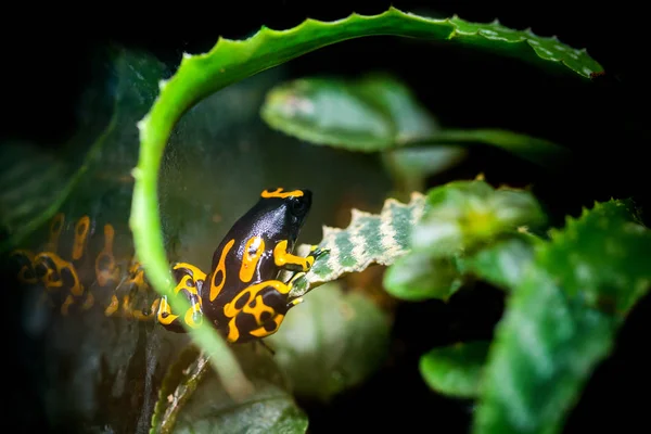 Sapo venenoso amarelo no zoológico — Fotografia de Stock