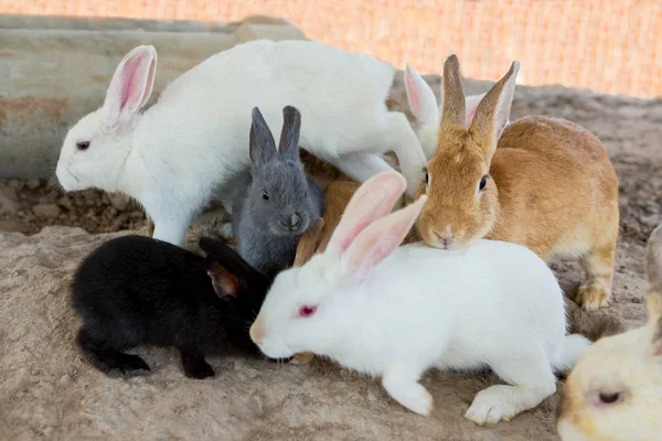 Кролики в зоопарке — стоковое фото