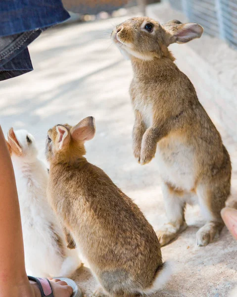 Conigli allo zoo — Foto Stock