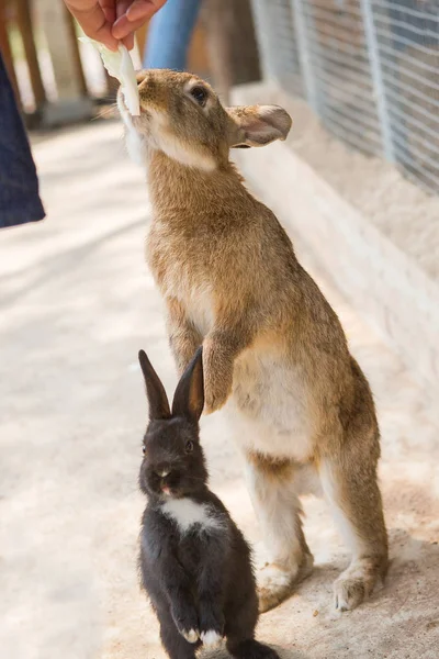Conigli allo zoo — Foto Stock