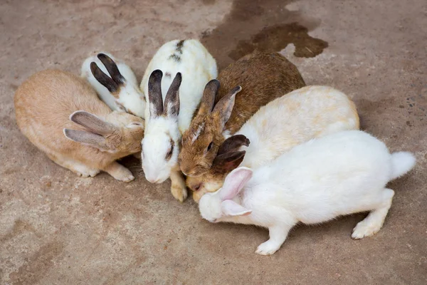 Conejos en el zoológico —  Fotos de Stock