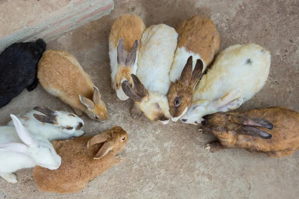 Conejos en el zoológico — Foto de Stock