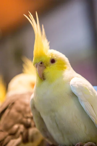 새 장에 있는 앵무새의 일종 — 스톡 사진