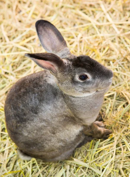 Rabbits in the zoo — Stock Photo, Image