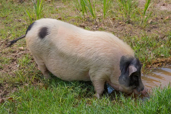 Cerdo blanco y negro Fotos de stock libres de derechos