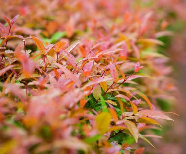 Bahçede dekore edilmiş ağaçlar