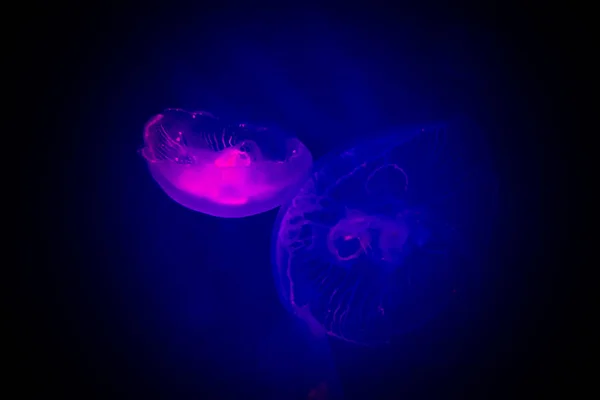 Üveg szekrény Medusa kis medúza. — Stock Fotó
