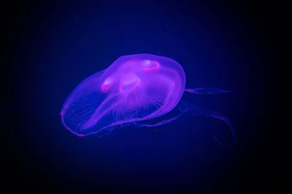 Medusa Small Jellyfish Glass Cabinet — Stock Photo, Image