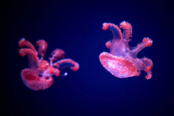 Medusas manchadas con manchas blancas en el gabinete de cristal . —  Fotos de Stock