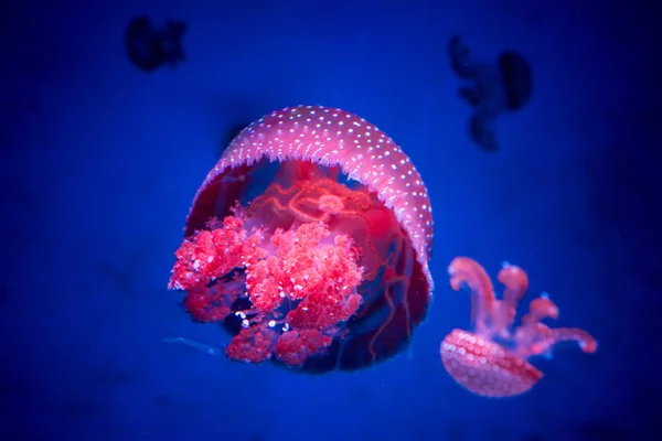 Medusas manchadas de manchas brancas no armário de vidro . — Fotografia de Stock