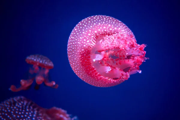 Medusas manchadas con manchas blancas en el gabinete de cristal . —  Fotos de Stock