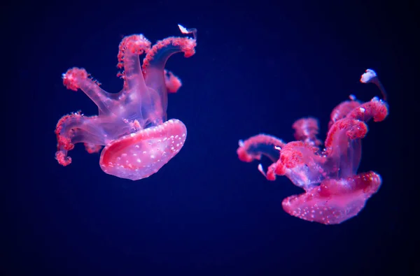 Beyaz-spottd cam kabin denizanası benekli. — Stok fotoğraf