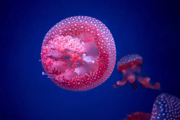 Medusas manchadas con manchas blancas en el gabinete de cristal . —  Fotos de Stock