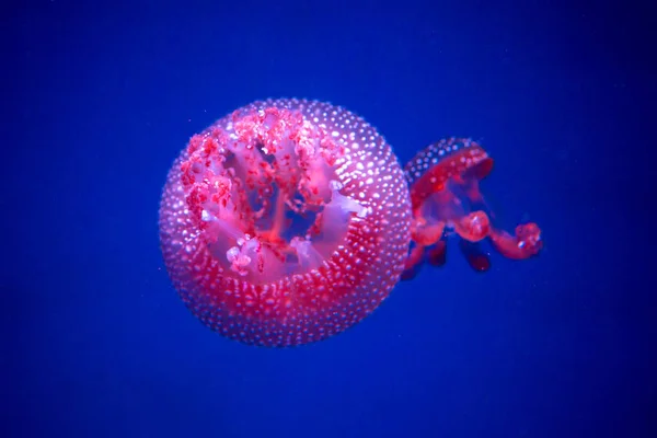 Белопятнистая Медуза Стеклянном Шкафу — стоковое фото