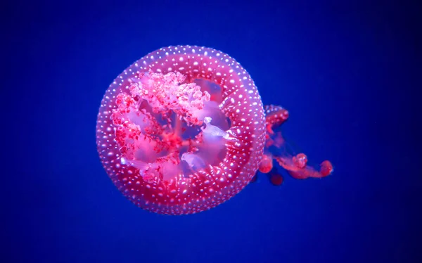 Белопятнистая медуза в стеклянном шкафу . — стоковое фото
