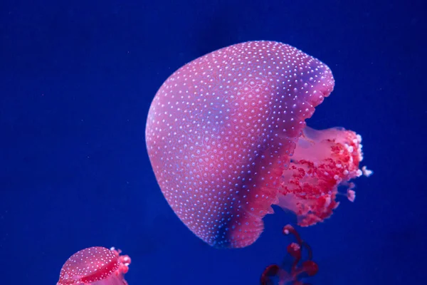 Белопятнистая Медуза Стеклянном Шкафу — стоковое фото