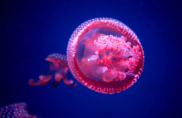 Beyaz-spottd cam kabin denizanası benekli. — Stok fotoğraf