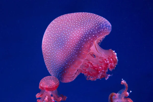 Medusas Manchadas Con Manchas Blancas Gabinete Cristal —  Fotos de Stock