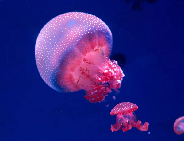 Medusas manchadas de manchas brancas no armário de vidro . — Fotografia de Stock