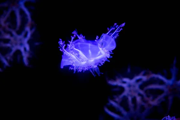 Upside-down jellyfish in glass cabinet. — Stock Photo, Image