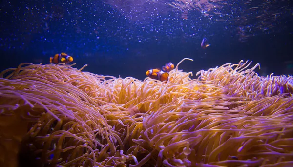 Seeanemone und Clownfische im Meerwasseraquarium — Stockfoto