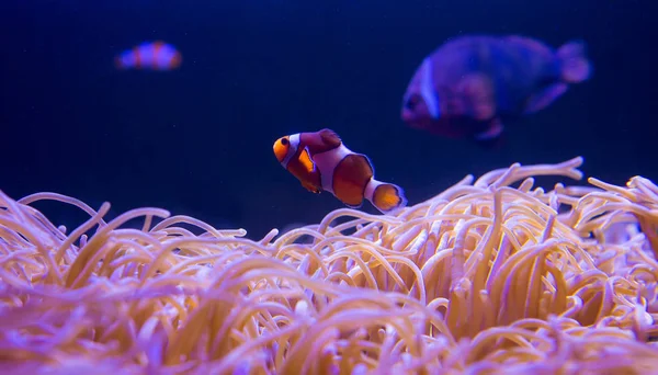 海洋中的海葵和小丑鱼在海洋水族馆 — 图库照片