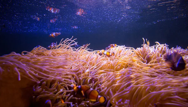 Sea anemone and clown fish in marine aquarium