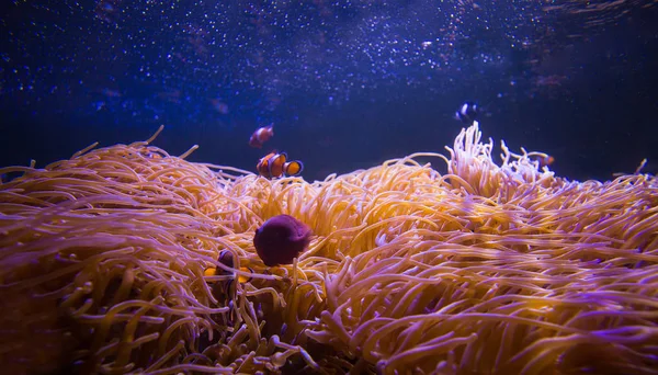 Seeanemone und Clownfische im Meerwasseraquarium — Stockfoto