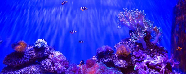 Acquario Colorato Mostrando Diversi Pesci Colorati Nuotare — Foto Stock