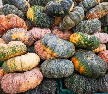 Büyük çiftliklerde birçok kabak.