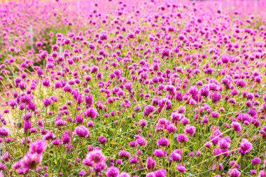 Güzel bir arka planda mor çiçekler