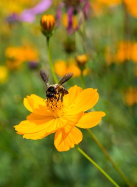 Bahçedeki bir arka planda çiçeklere tutunan arılar