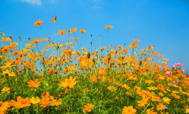 Güzel bir arka planda sarı çiçekler