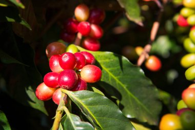 Kahve ağacı ve kahve çekirdekleri bahçede.